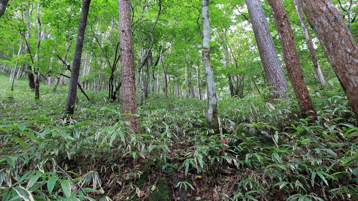 沢沿いの道から笹薮の道に