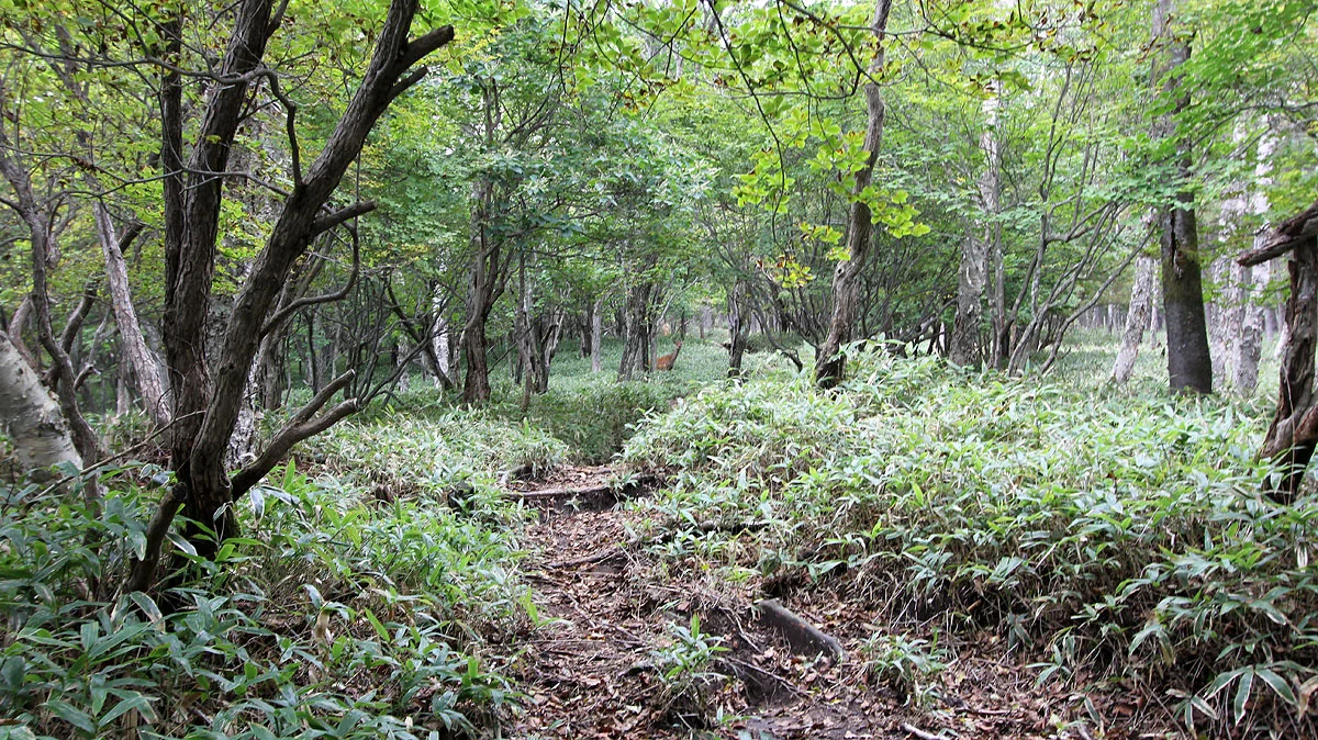 登山道に雄鹿