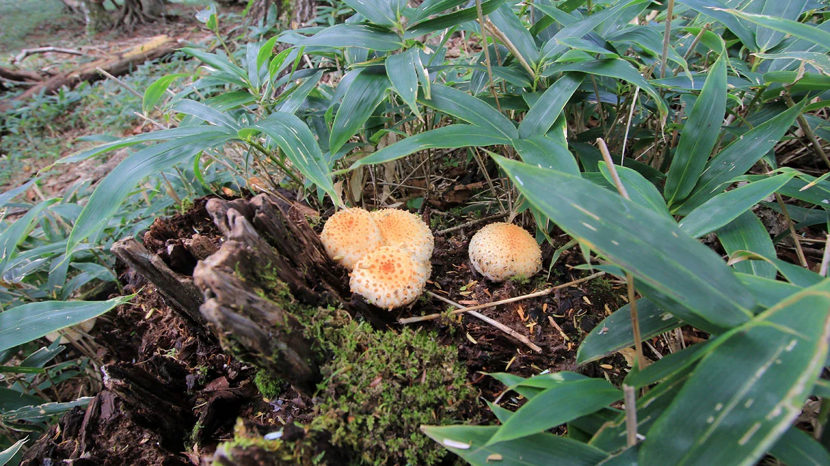 パンのようなキノコ