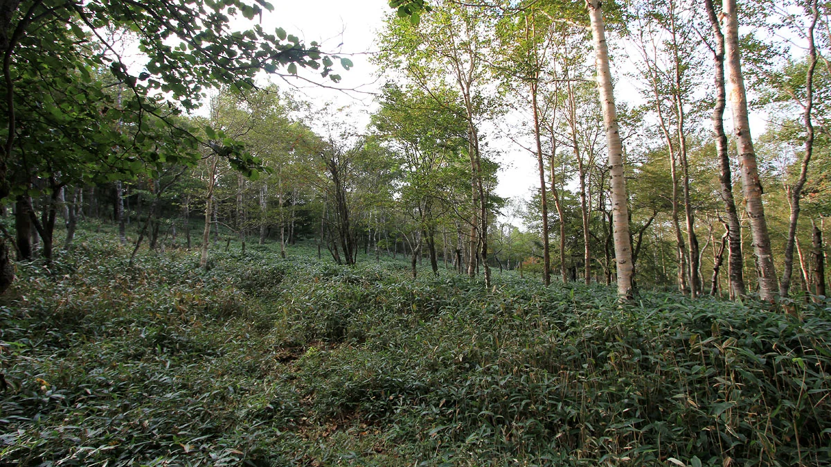 笹藪が生い茂った場所