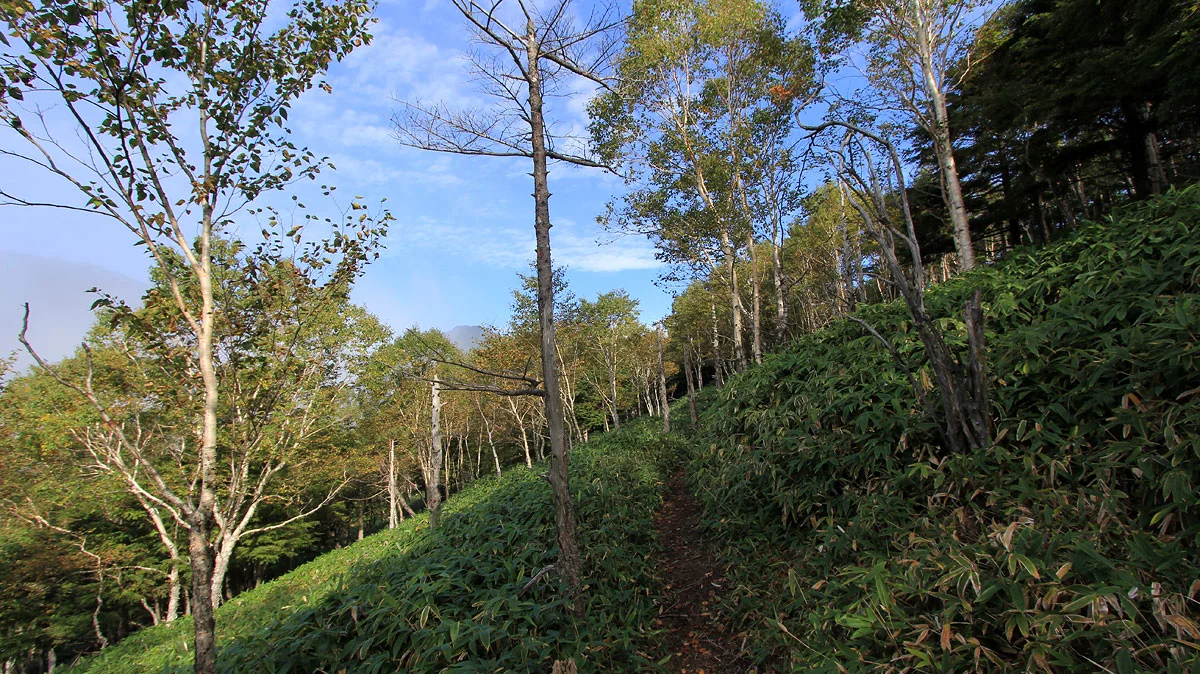 平坦な登山道