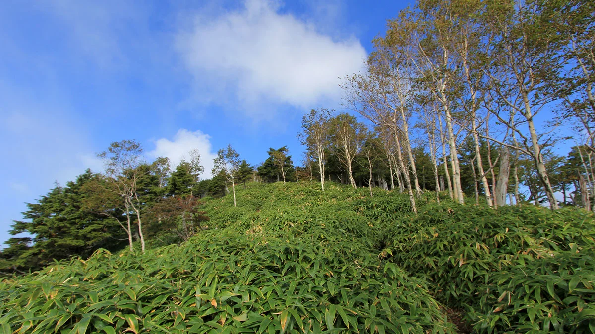 笹藪が生い茂った場所