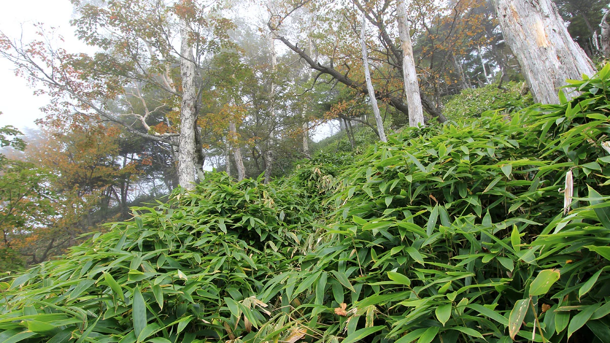 八反張からの登り道