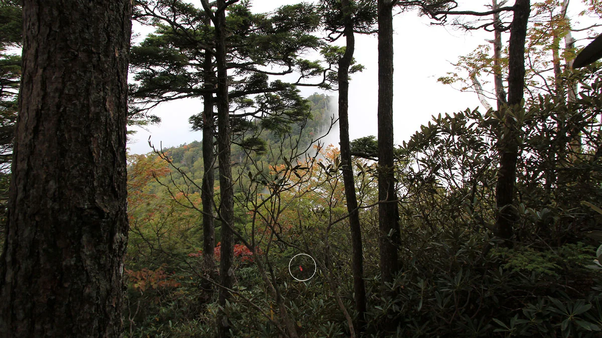 霧に包まれる袈裟丸連峰登山道