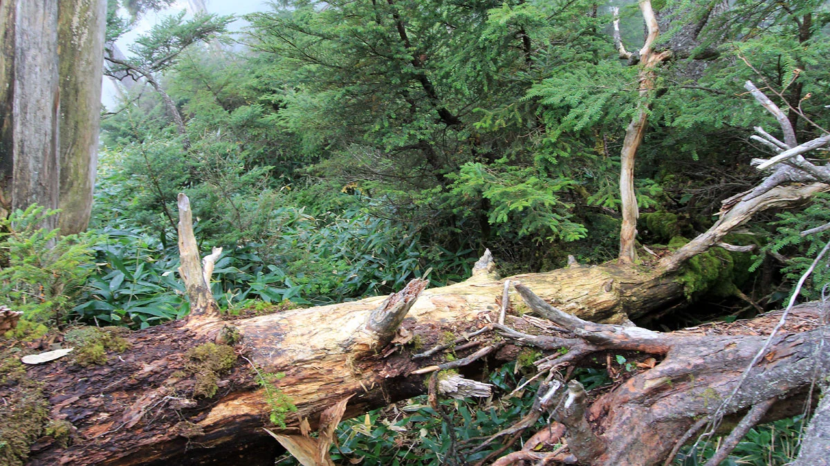 登山道を塞ぐ倒木