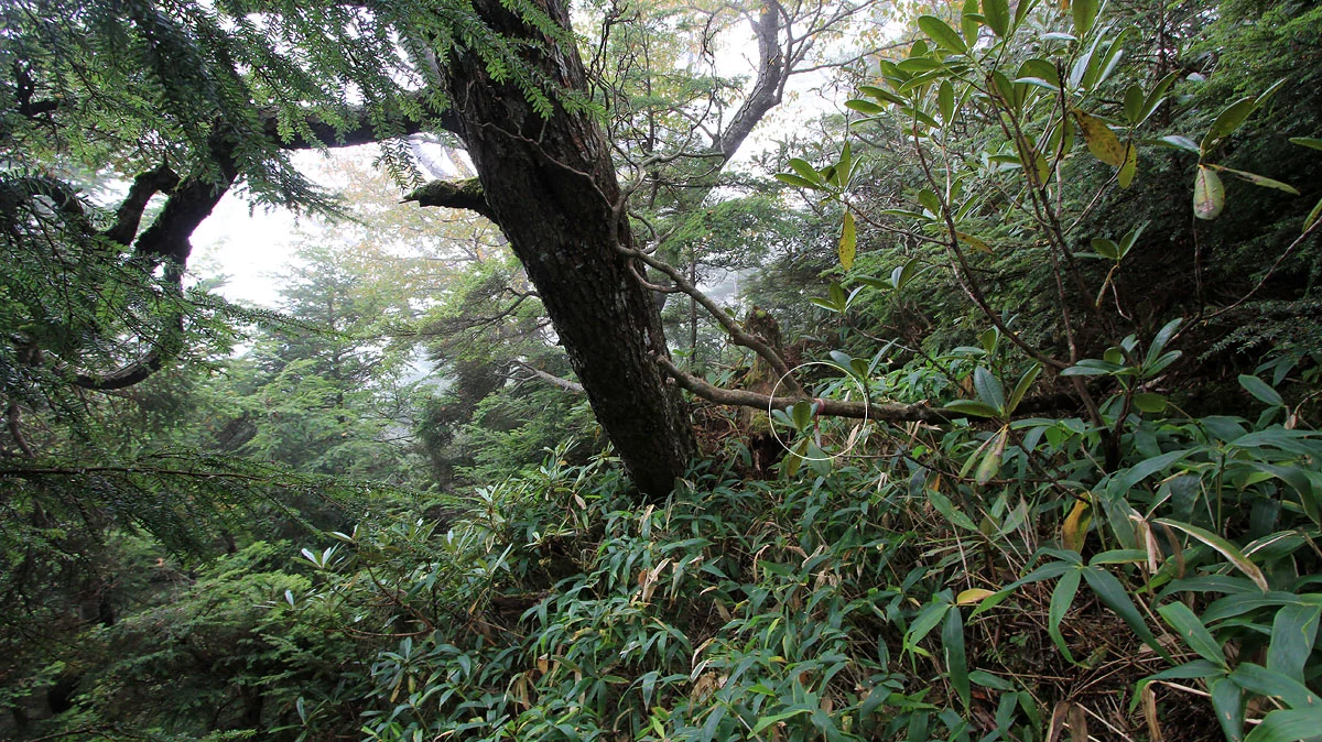 袈裟丸連峰登山道