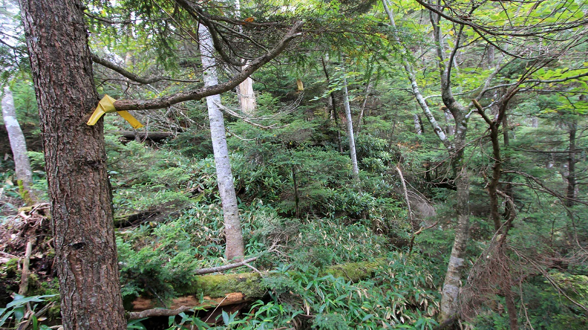 荒れている登山道