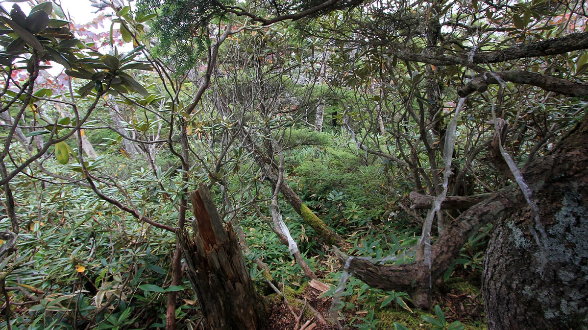 奥袈裟丸山スタート直後の登山道