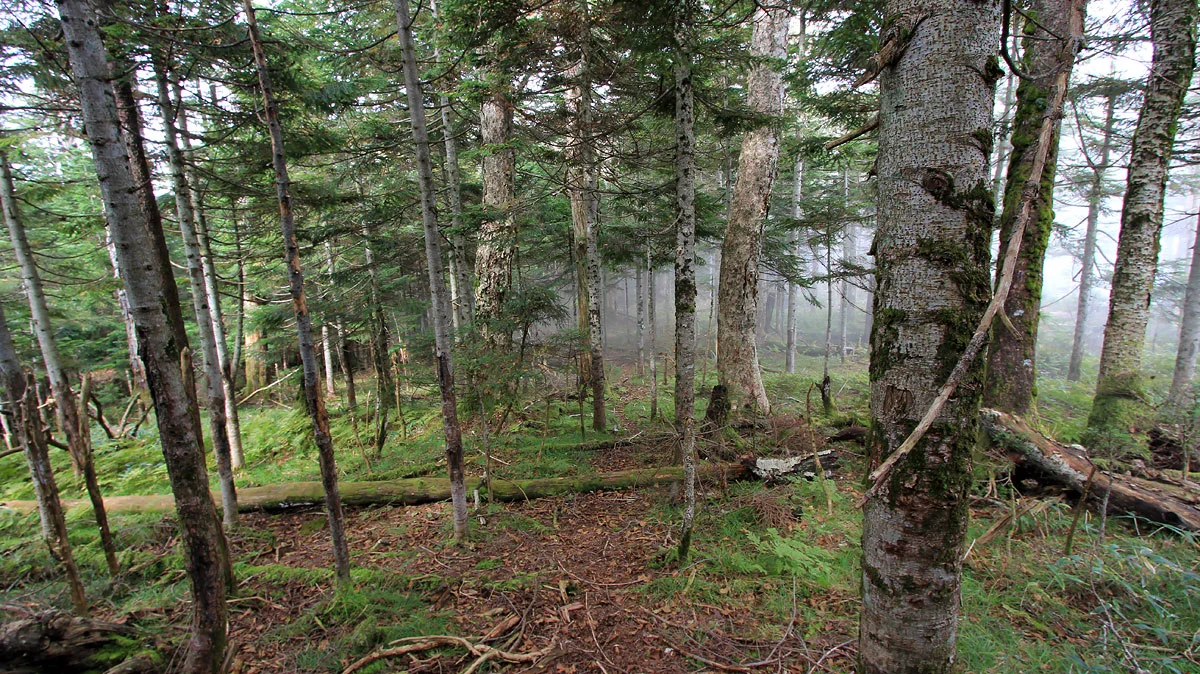 尾根が広がり始める登山道