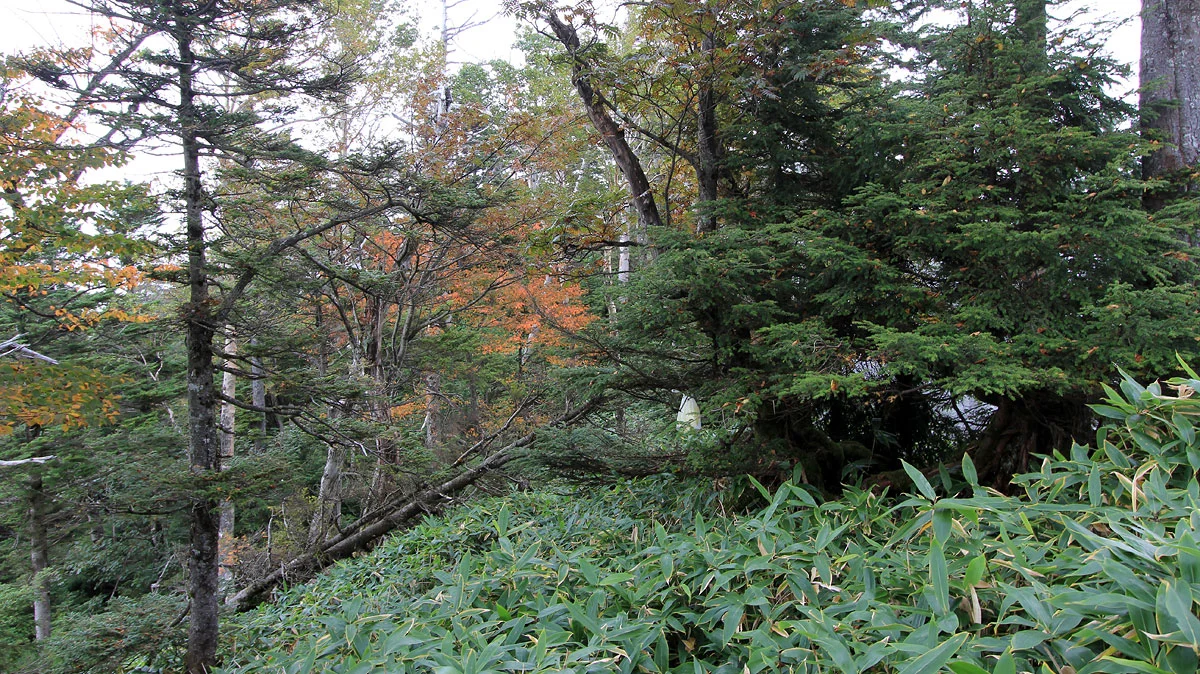 前方に木に吊るされたビニール袋