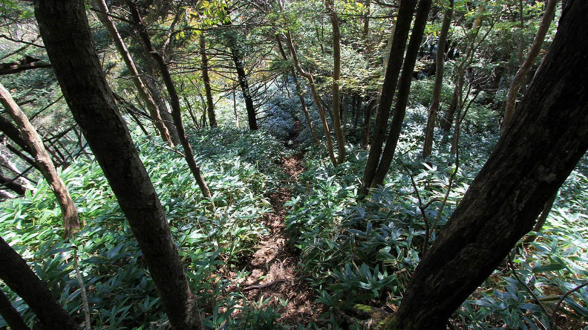 笹藪に覆われた登山道