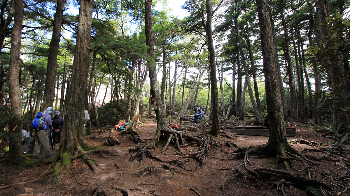 大日岩を過ぎたあたりの平地