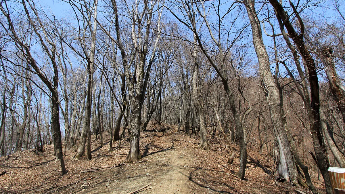 冬木の間の登山道