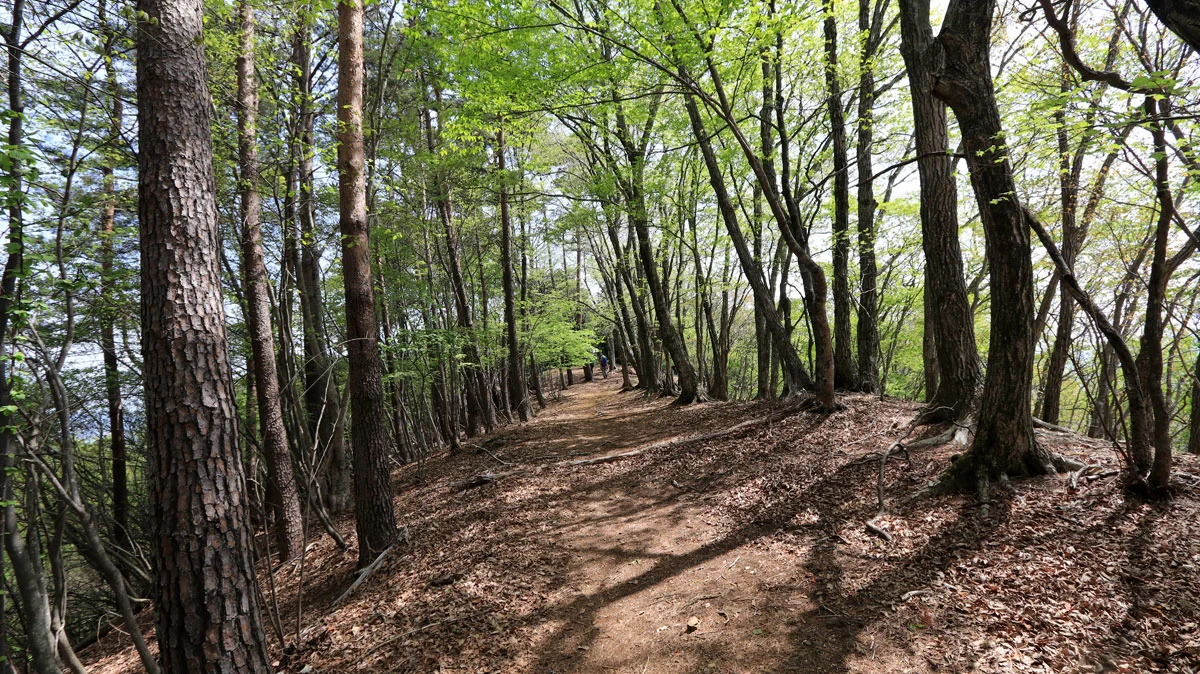 倉岳山の山頂へ続く道