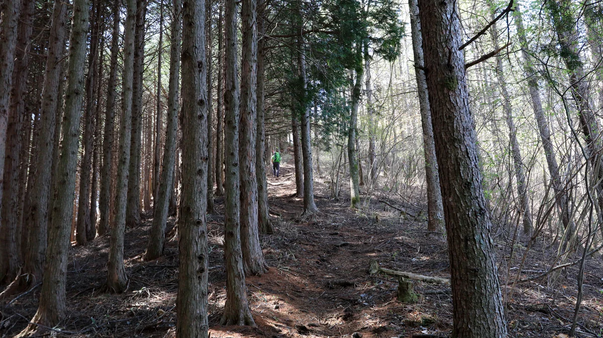 御正体山登山道