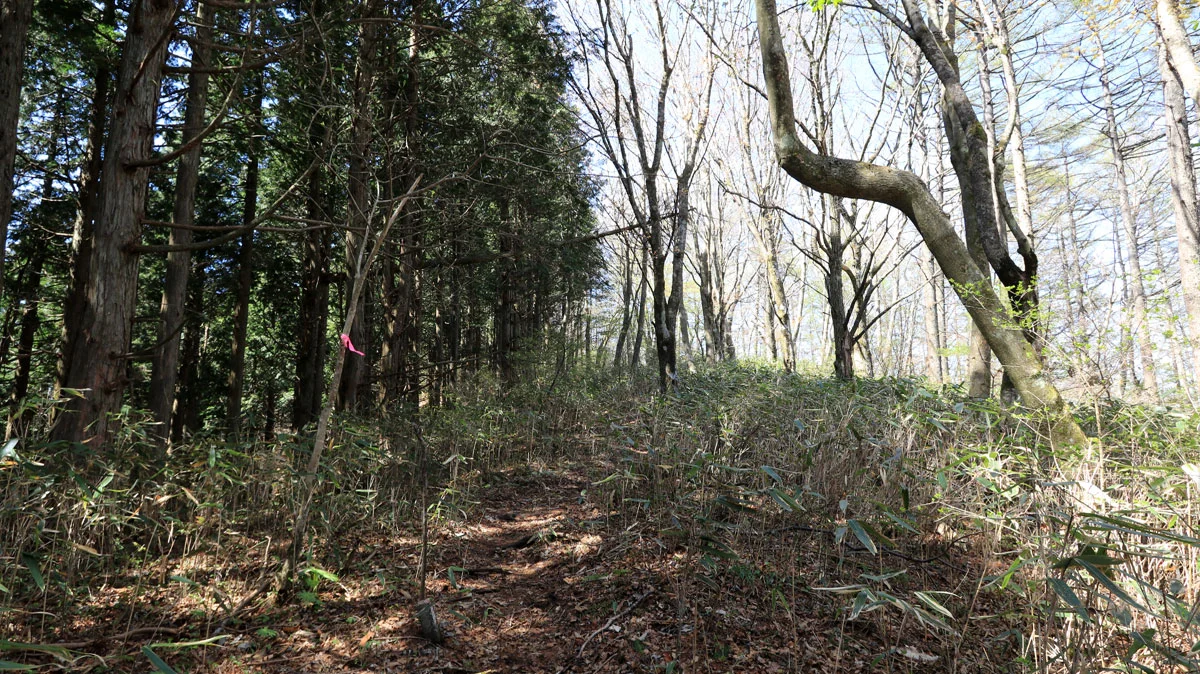 樹林帯の登山道