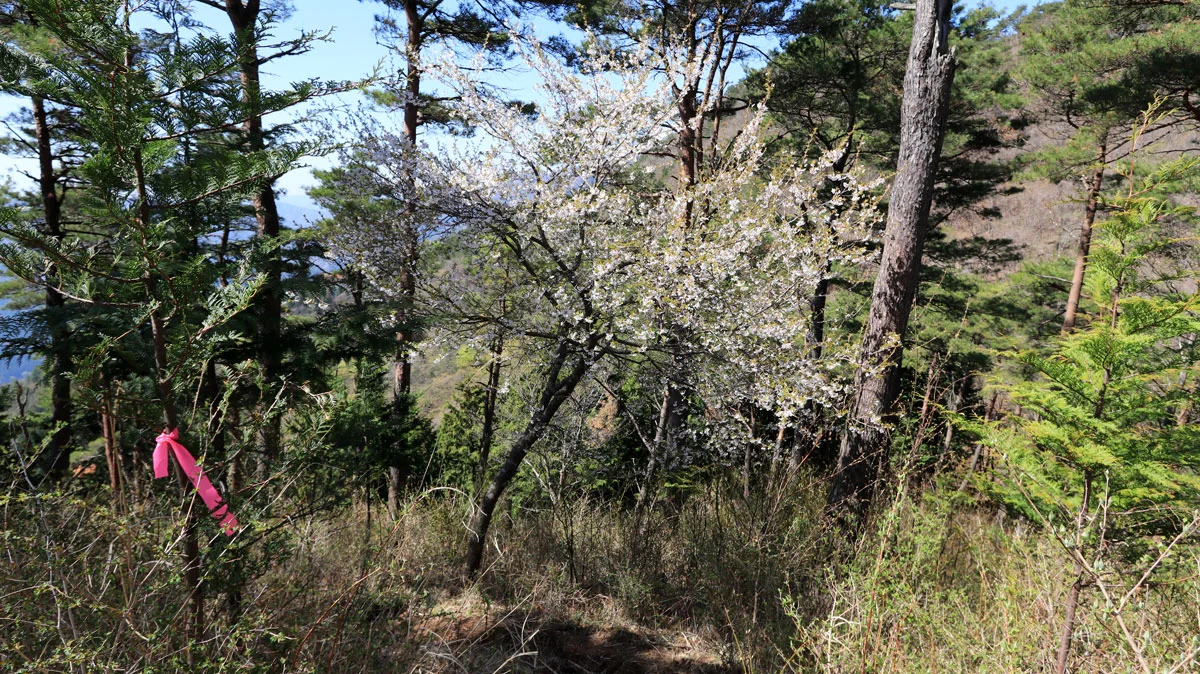登山道に山桜