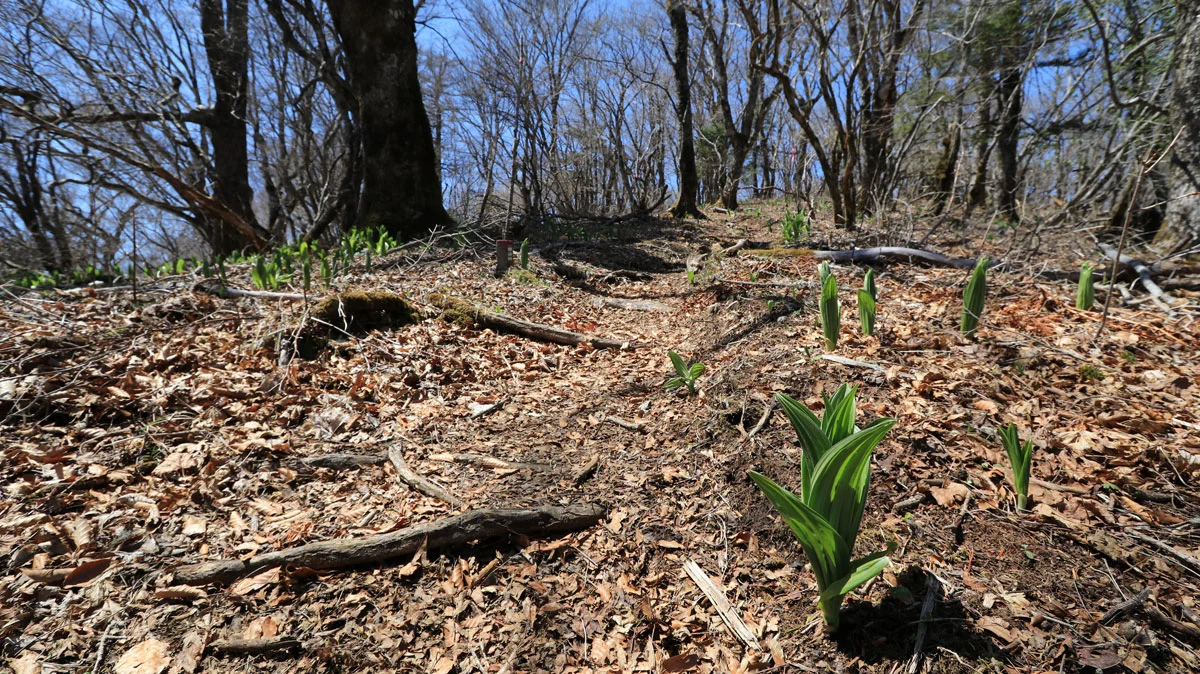 御正体山最後の上り道