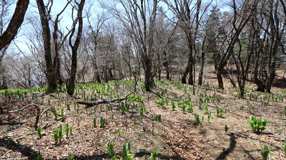大量のバイケイソウ