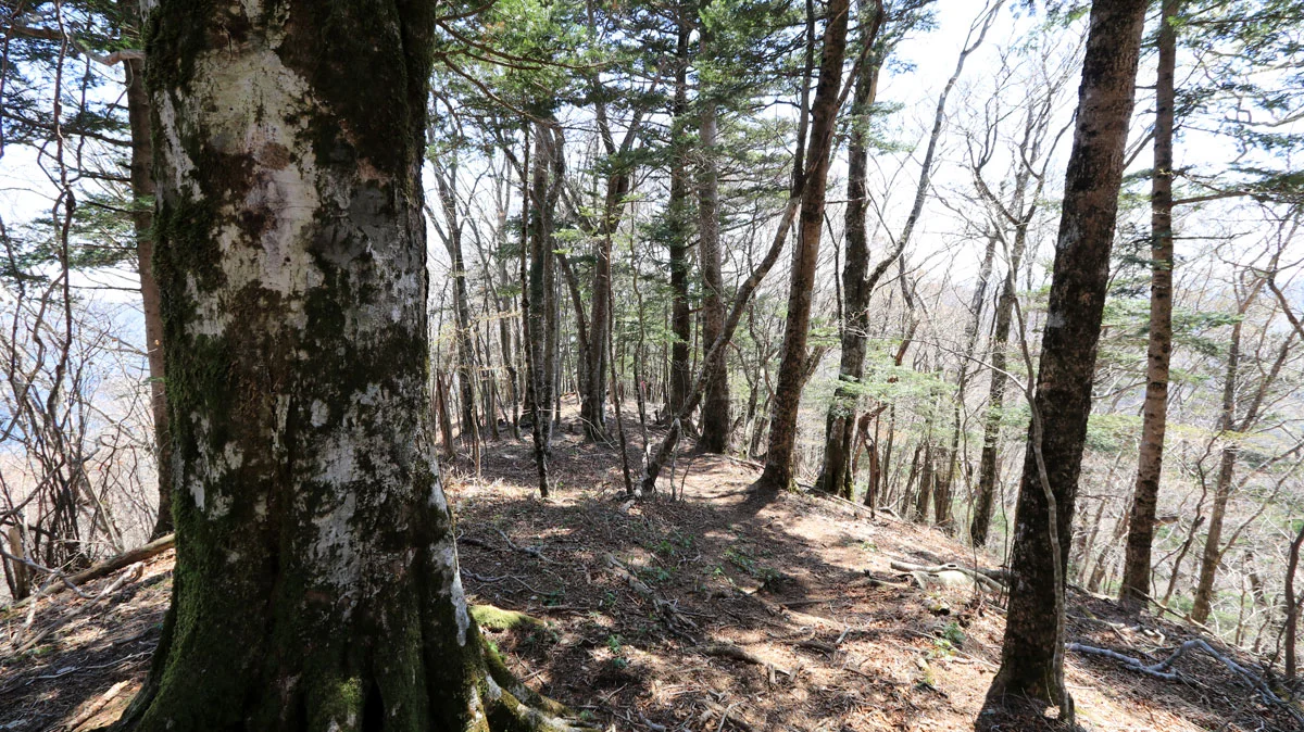 平凡な尾根道