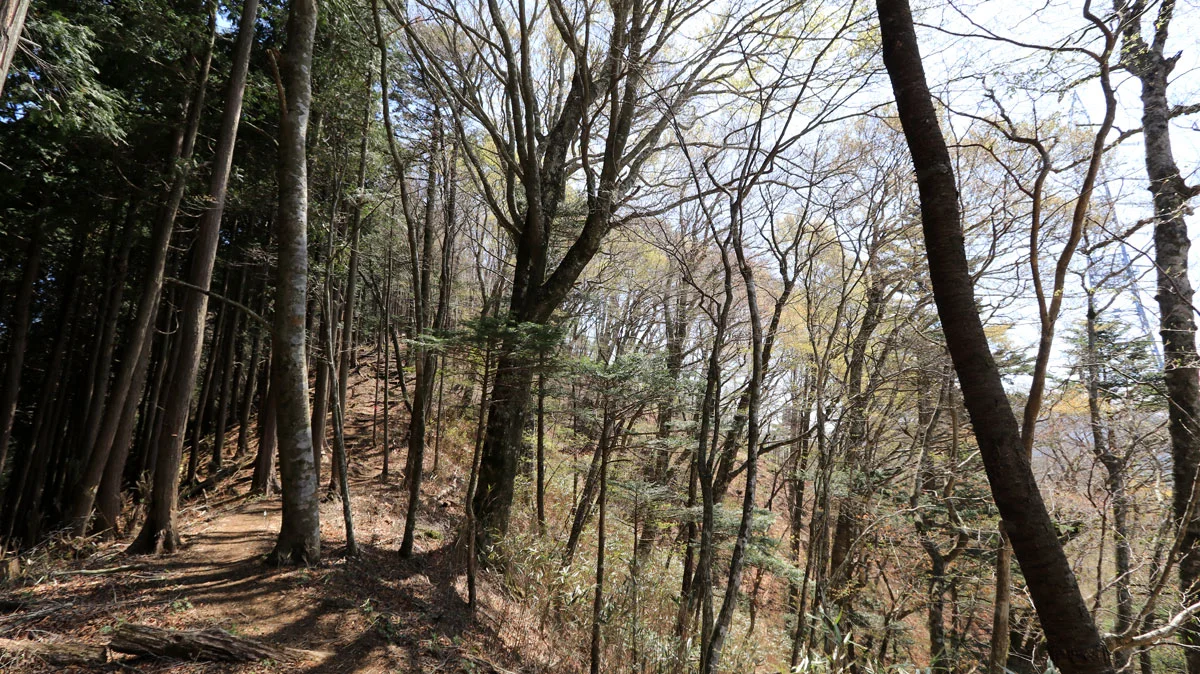 右側に送電鉄塔が見える登山道