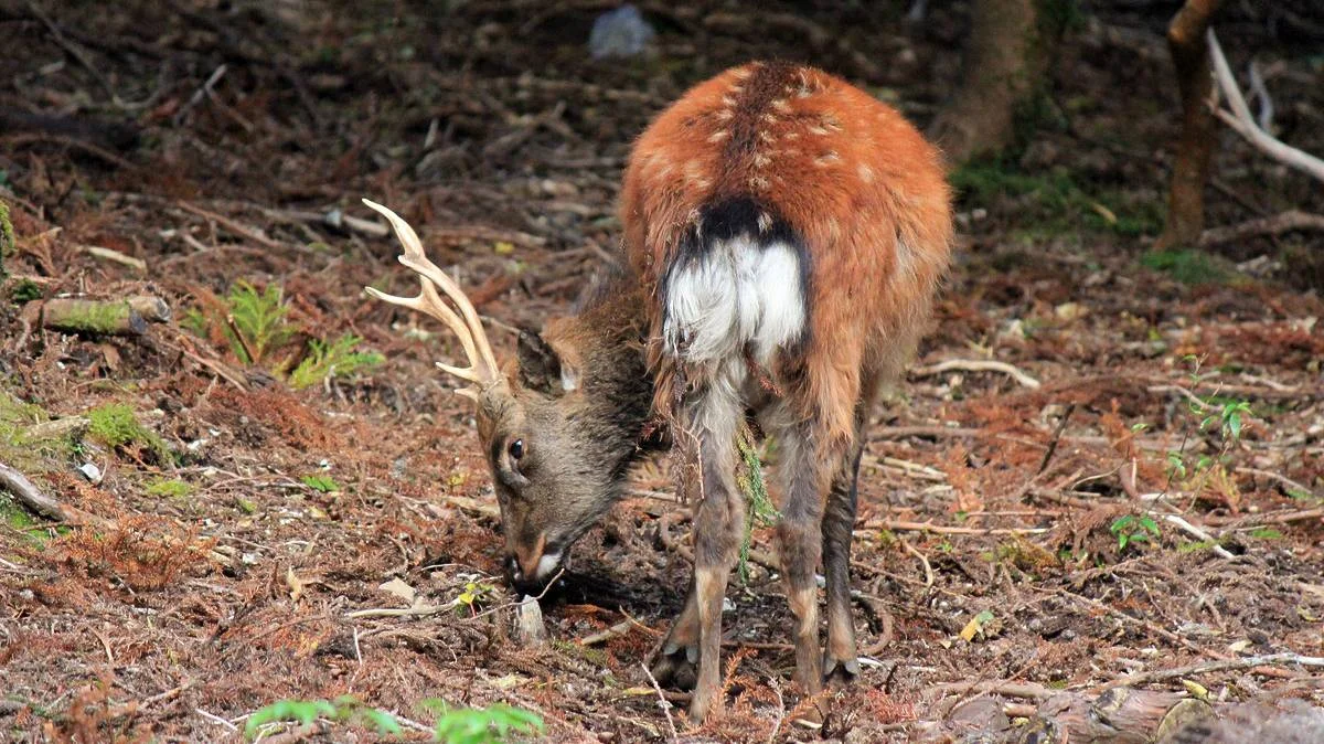 野生のオス鹿