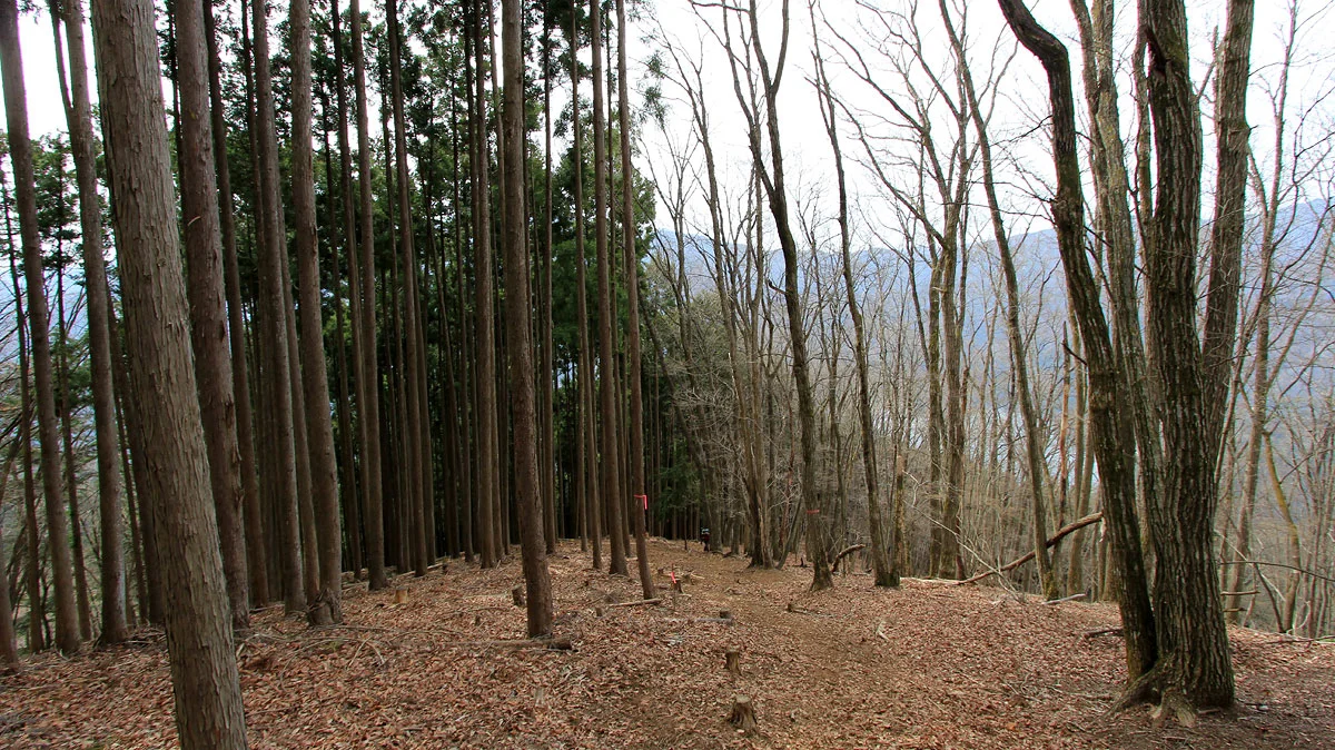 急登の六ッ石山登山道