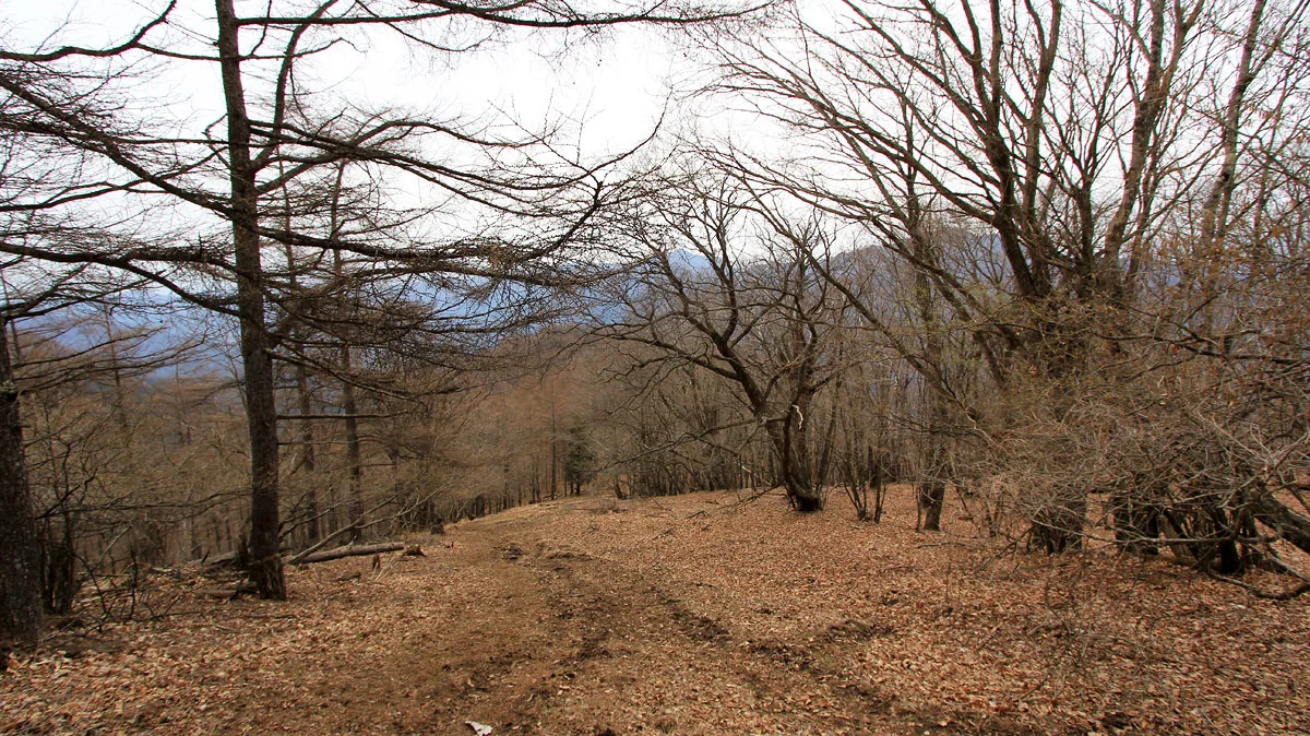 トオノクボ直後の登山道