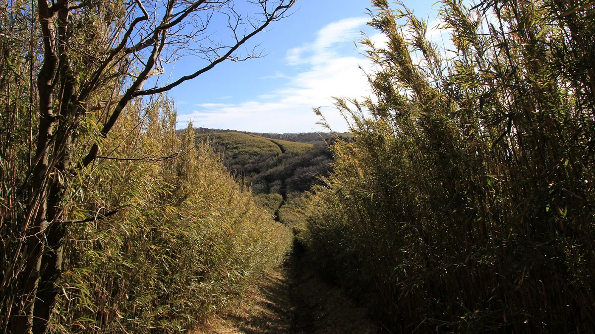 明神ヶ岳登山道のアップダウン