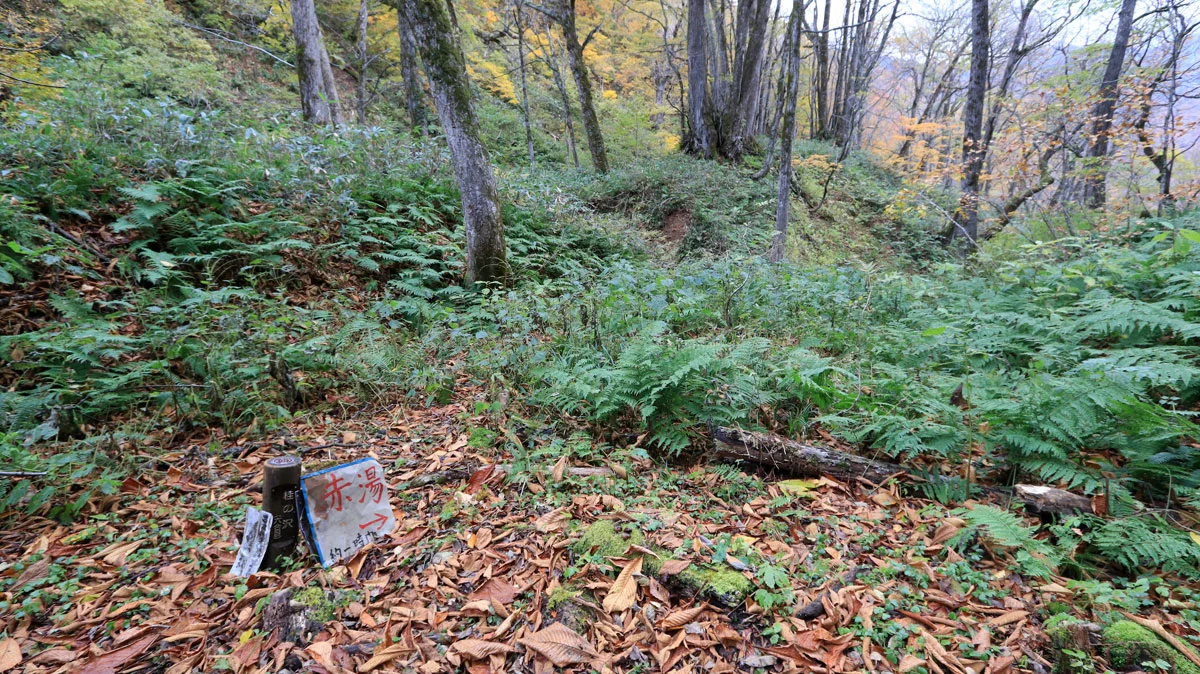 桂の沢（六合目）