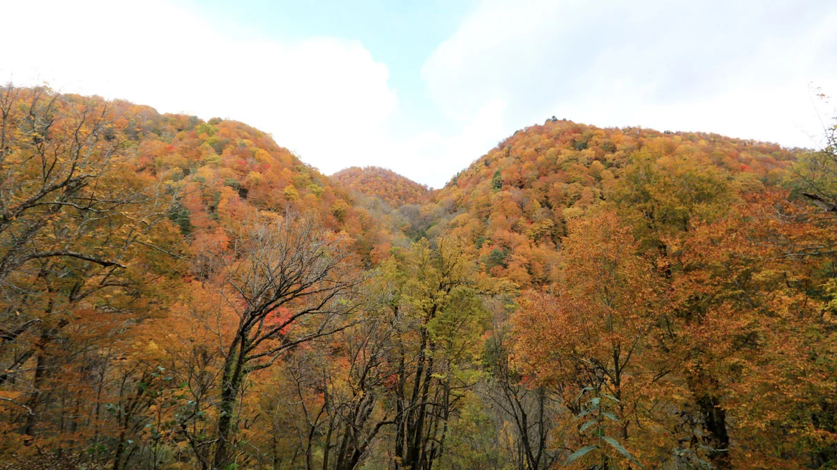 紅葉で色づく山