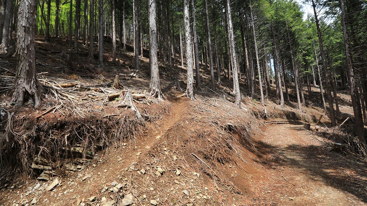 林道から登山道に戻る地点