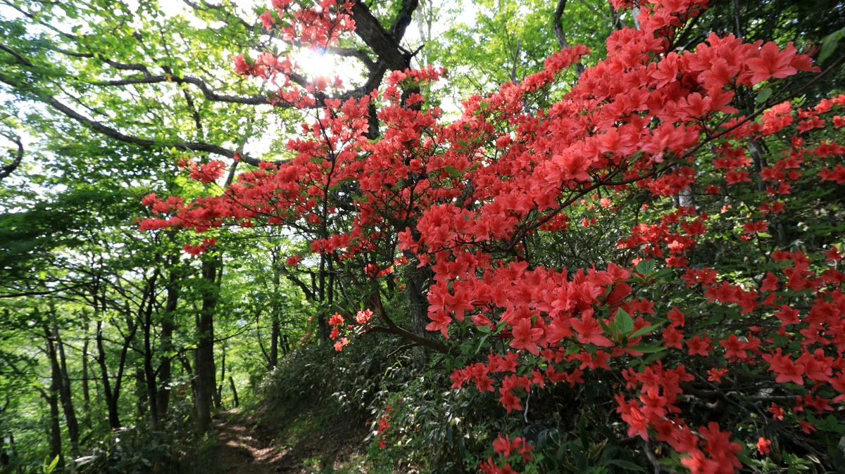 満開のツツジ