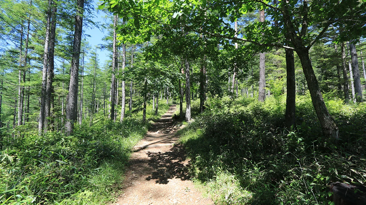 沢入登山口近くの登山道