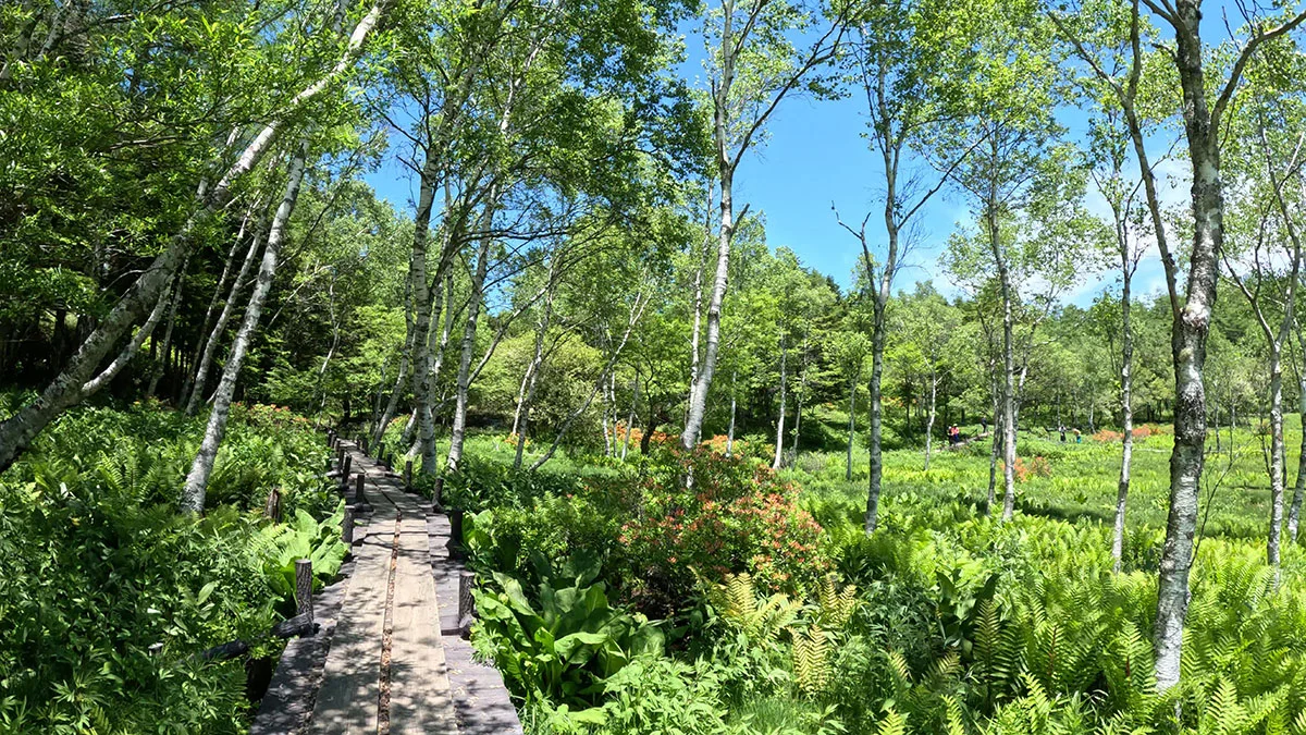 入笠湿原の木道