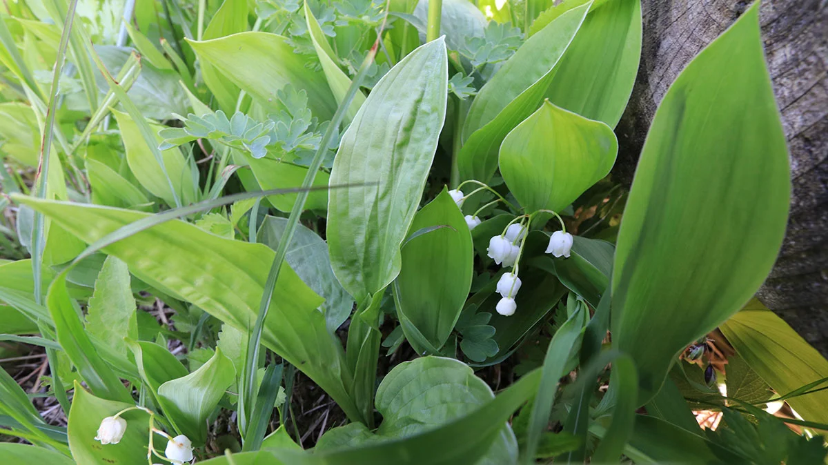 ニホンスズラン