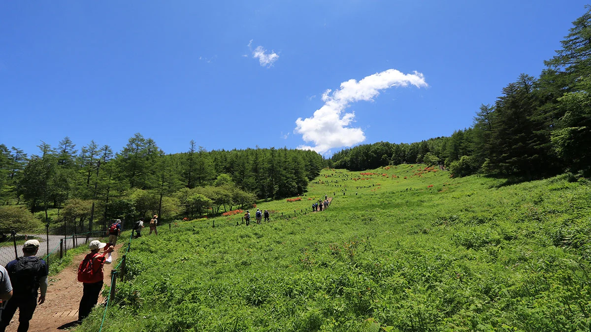 山頂へ続く花畑の道