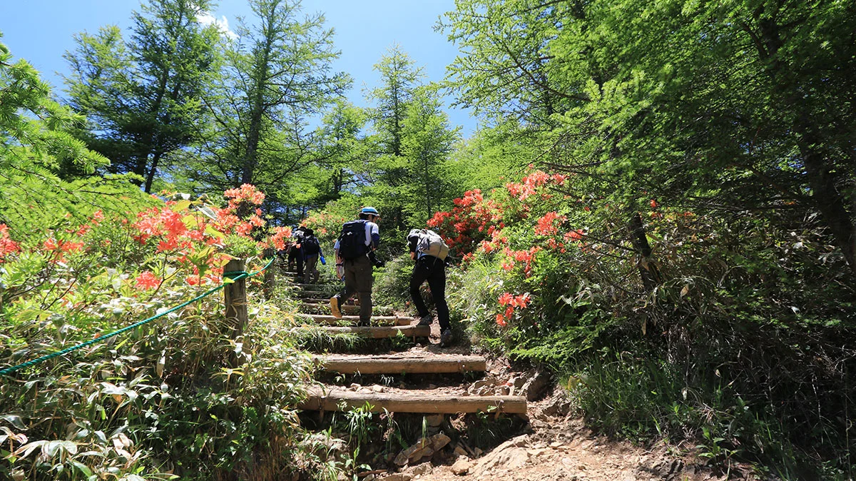 登山道に咲くレンゲツツジ