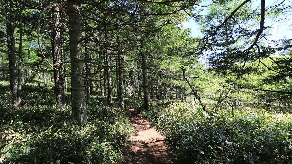 大阿原湿原への道