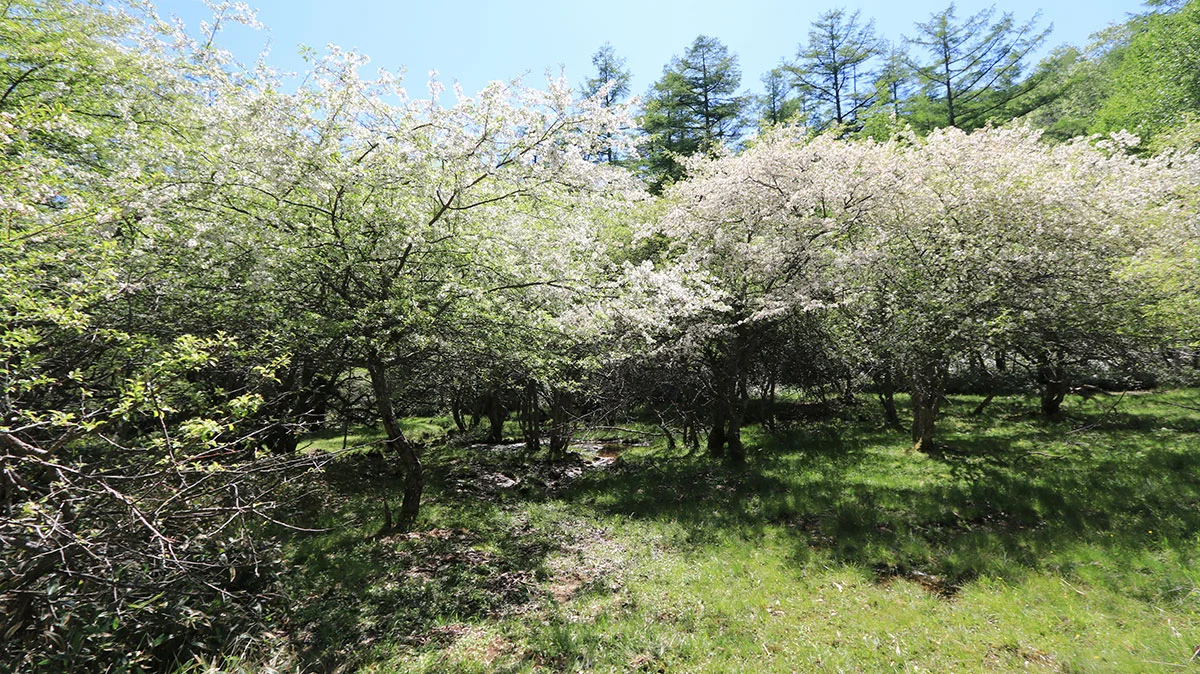 満開のズミの花