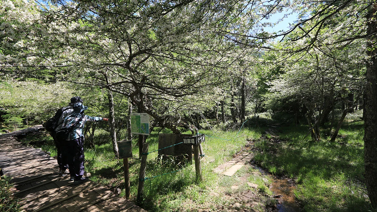 テイ沢沿いの道との分岐