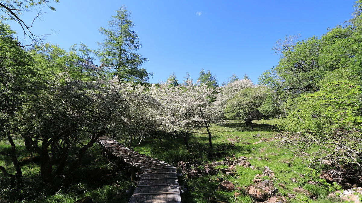 登山道に覆いかぶさって咲くズミの花