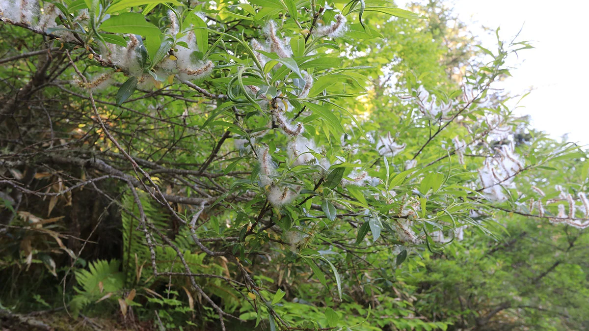 柳の木の種子「柳絮」