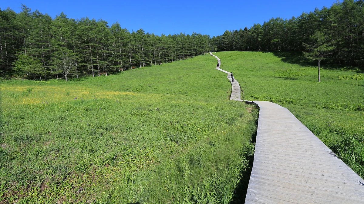 すずらん自生地階段