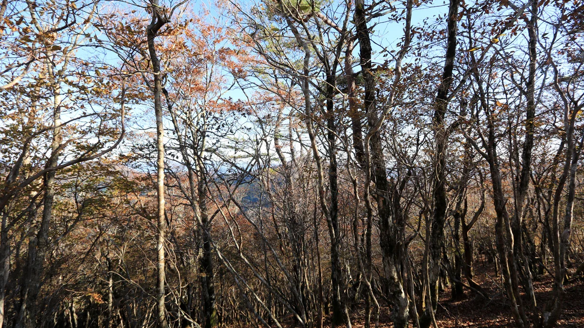 夏虫山からの風景