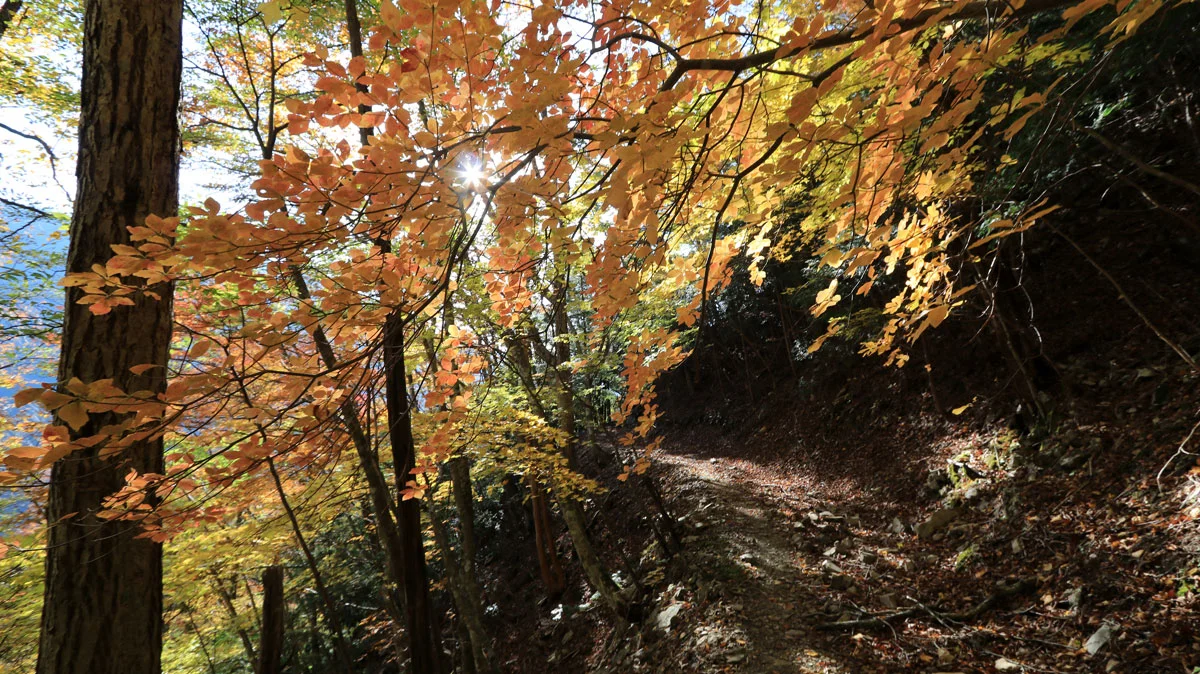 登山道の紅葉