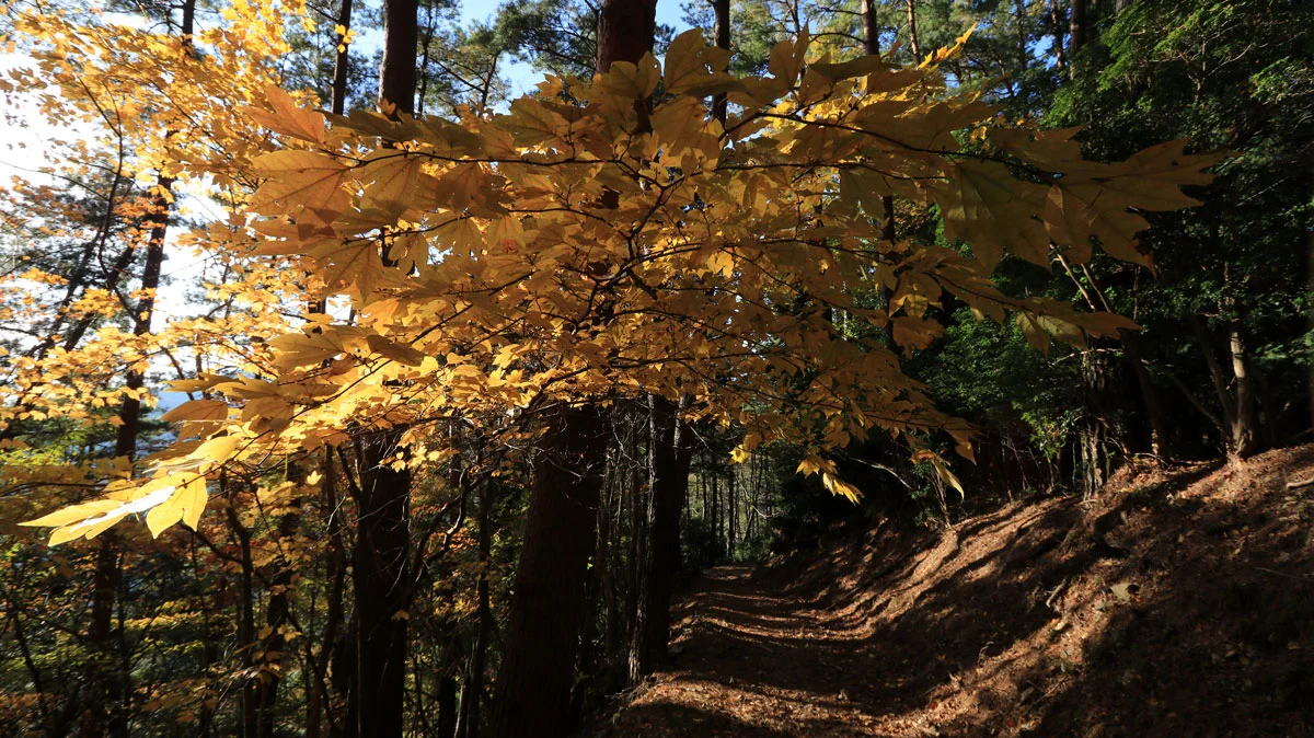 登山道の紅葉