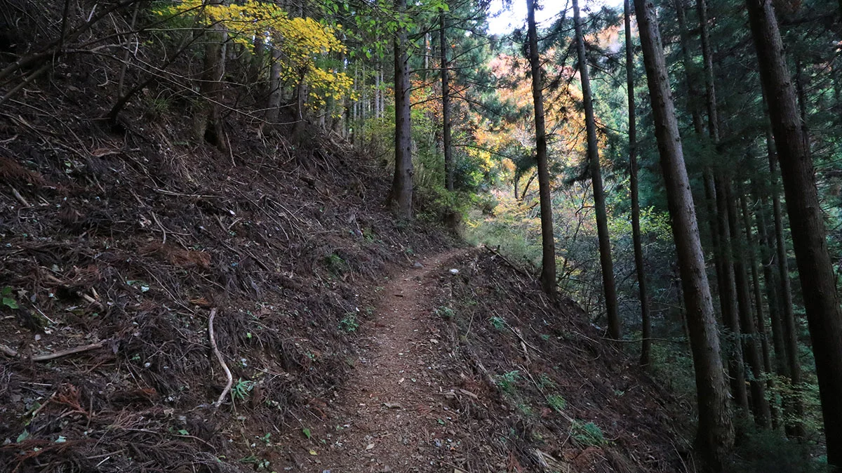扇山登山道