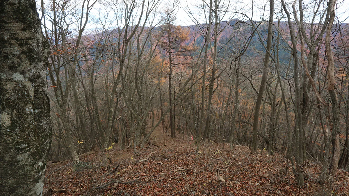 扇山からの下り道