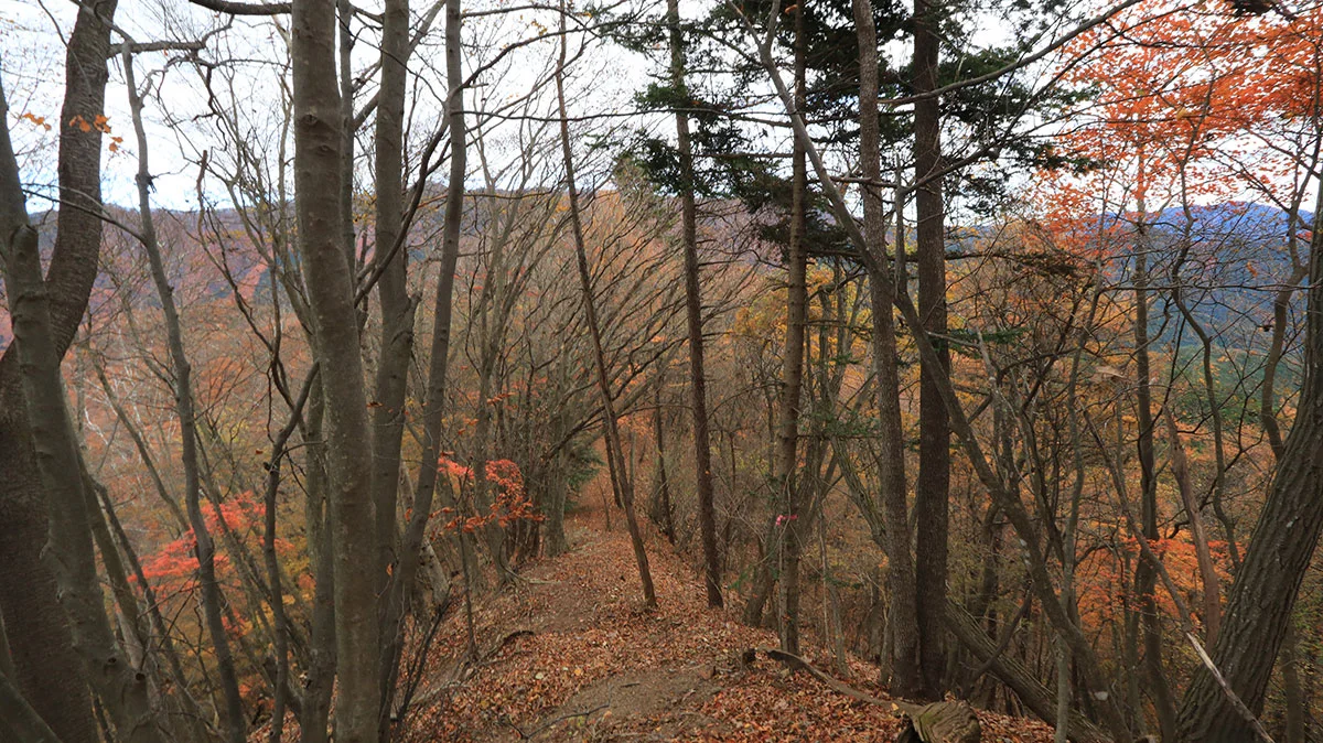 扇山からの下り道